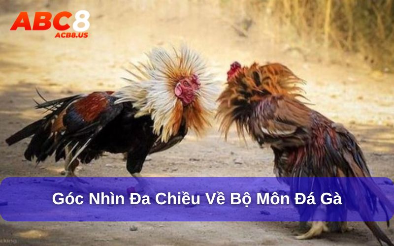 Đá Gà - Di Sản Văn Hóa Với Phiên Bản Mới Tại ACB8 Góc nhìn đa chiều về bộ môn đá gà